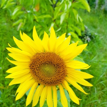 Forever Warm… – for TankaTuesday Poetry Challenge #27, Personification, 08/26/25