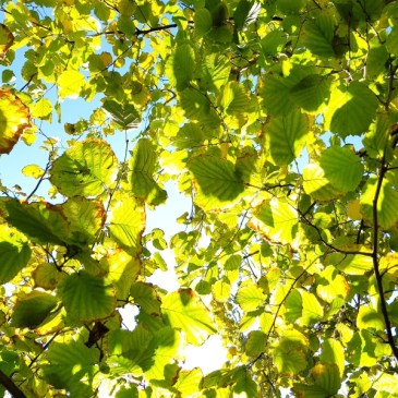 Sun’s Psalm… – for TankaTuesday Poetry Challenge #35, Esther’s Writing Prompt “Leaves”, Dawn’s Festival of Leaves & Terri’s Flower Hour
