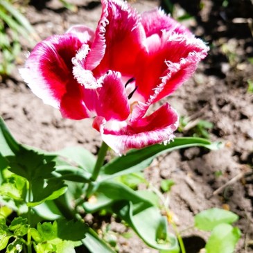 My Photography Interview on LatinosUSA – Epicentre South Africa by Robbie Cheadle… & A Week of Flowers 2025: Day 1 at Cathy’s