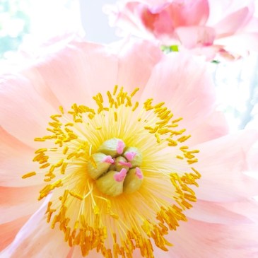 Forever Round… for TankaTuesday Poetry Challenge #65, Esther’s Writing Prompt #115 and WDYS #341