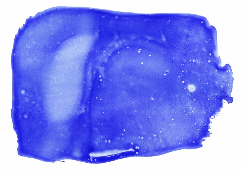 Blu Textures 01 Texture of blue paint on white background