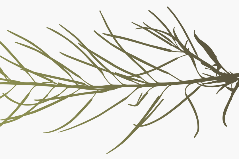 Herbarium Set of Vectors 03 Close up of plant silhouette graphic