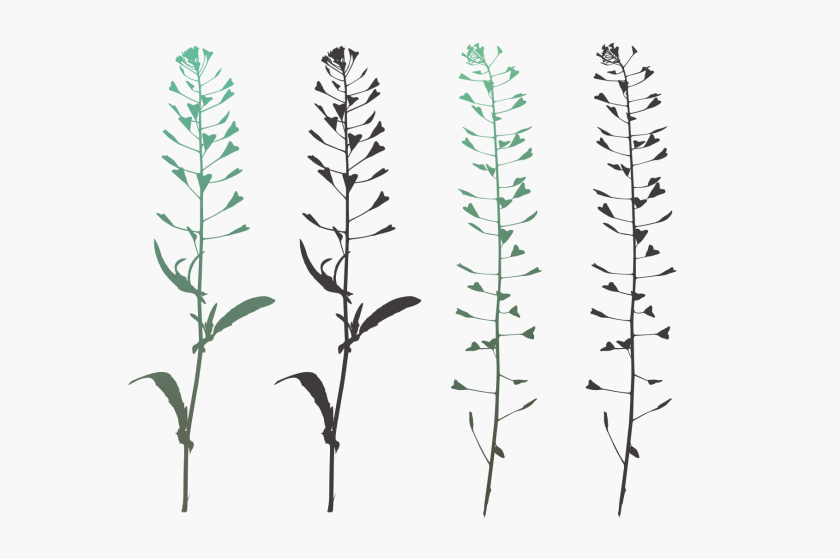 Herbarium Set of Vectors 05 Silhouette design of Capsella plant
