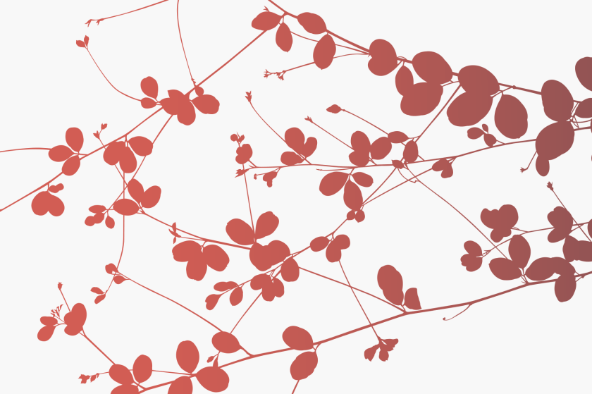 Herbarium Set of Vectors 13 Detail of red plant with small round leaves