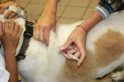 dog diabetes