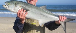 Bluefish