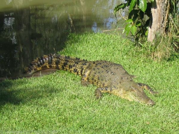 Saltwater Crocodile | Crocodylus porosus Saltwater Crocodile | Crocodylus porosus photo