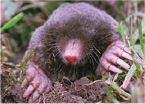 Image result for mole animal