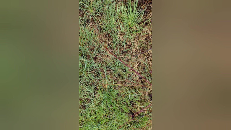 Bayer911: Bara en litte bit piss sperma mix njut