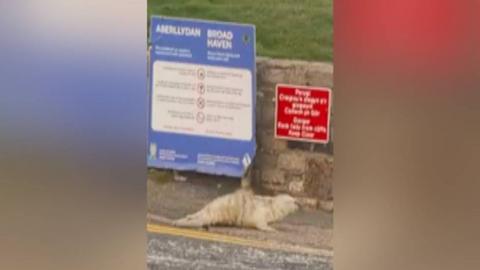A seal is seen on the ground near a wall