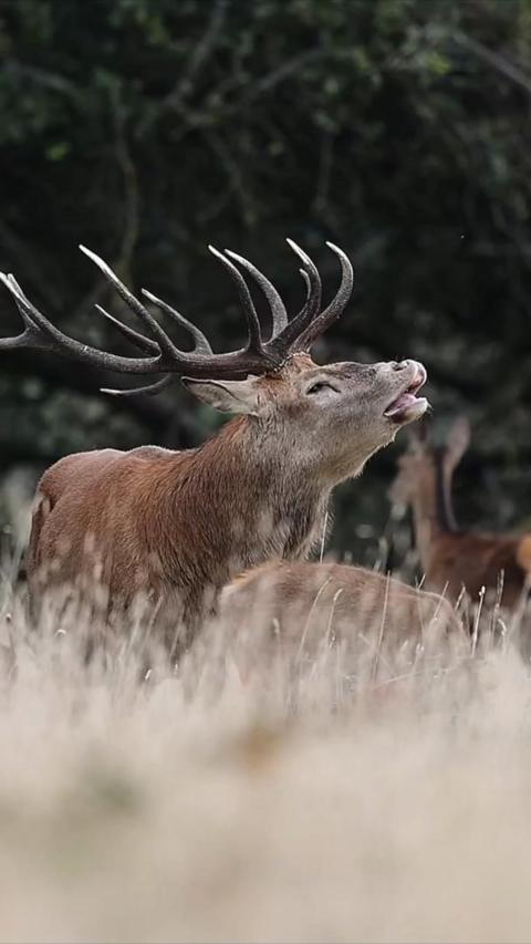 Red deer