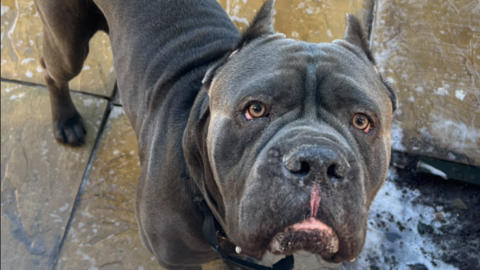 A large grey dog looks up at the camera.