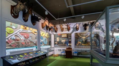 A display at Kendal Museum which features heads of animals such as zebras and antelopes, affixed to the wall. Items are also displayed inside glass cabinets and include other stuffed animals and skeletons.