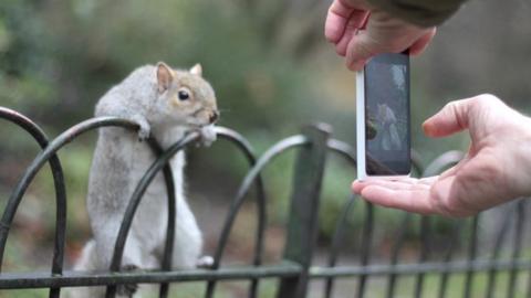 Squirrel posing for a photo