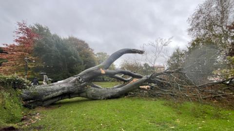 A huge copper beech tree on its side in Victoria Park, Clifton. The weather looks dark and cloudy and trees are being buffeted by wind in the background.