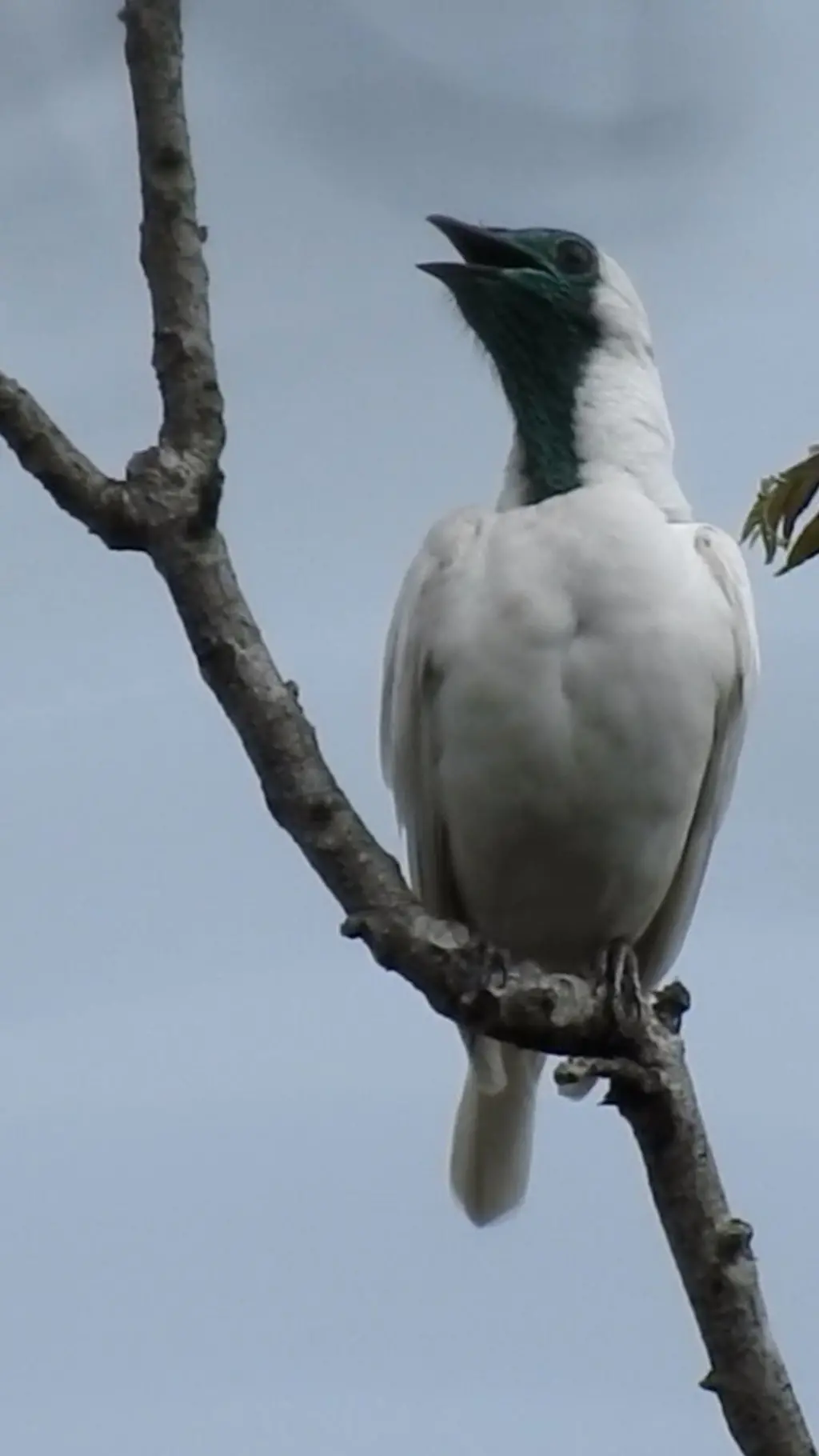 Pájaro Campana