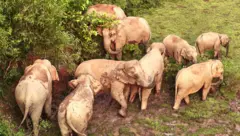 শেরপুরের নালিতাবাড়ি সীমান্তে একদল বন্য হাতি