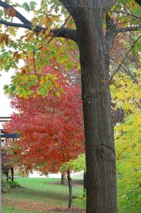 red glory