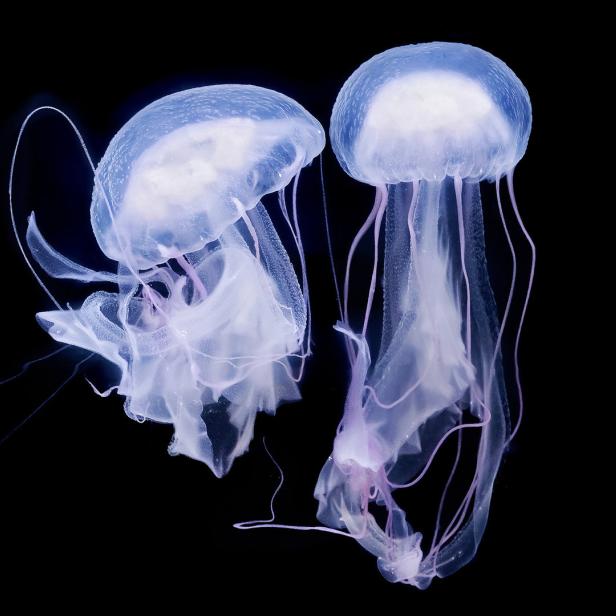 Zwei leuchtende Quallen schweben im dunklen Wasser.