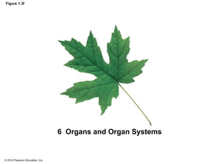 © 2014 Pearson Education, Inc.
Figure 1.3f
6 Organs and Organ Systems
 
