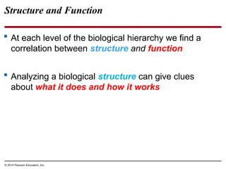 © 2014 Pearson Education, Inc.
Structure and Function
 At each level of the biological hierarchy we find a
correlation between structure and function
 Analyzing a biological structure can give clues
about what it does and how it works
 
