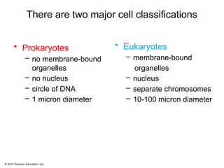 © 2014 Pearson Education, Inc.
There are two major cell classifications
• Prokaryotes
– no membrane-bound
organelles
– no nucleus
– circle of DNA
– 1 micron diameter
• Eukaryotes
– membrane-bound
organelles
– nucleus
– separate chromosomes
– 10-100 micron diameter
 