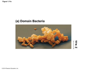 © 2014 Pearson Education, Inc.
Figure 1.11a
(a) Domain Bacteria
2
m
 