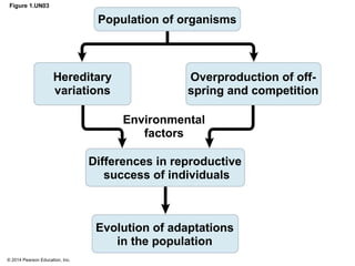 © 2014 Pearson Education, Inc.
Figure 1.UN03
Hereditary
variations
Environmental
factors
Evolution of adaptations
in the population
Overproduction of off-
spring and competition
Differences in reproductive
success of individuals
Population of organisms
 
