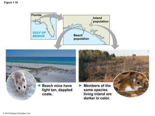 © 2014 Pearson Education, Inc.
Figure 1.18
Inland
population
Members of the
same species
living inland are
darker in color.
Beach mice have
light tan, dappled
coats.
Beach
population
GULF OF
MEXICO
Florida
 