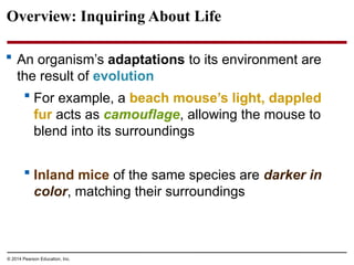© 2014 Pearson Education, Inc.
Overview: Inquiring About Life
 An organism’s adaptations to its environment are
the result of evolution
 For example, a beach mouse’s light, dappled
fur acts as camouflage, allowing the mouse to
blend into its surroundings
 Inland mice of the same species are darker in
color, matching their surroundings
 