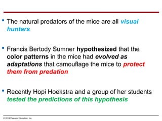 © 2014 Pearson Education, Inc.
 The natural predators of the mice are all visual
hunters
 Francis Bertody Sumner hypothesized that the
color patterns in the mice had evolved as
adaptations that camouflage the mice to protect
them from predation
 Recently Hopi Hoekstra and a group of her students
tested the predictions of this hypothesis
 