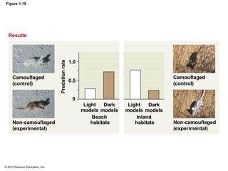 © 2014 Pearson Education, Inc.
Figure 1.19
Camouflaged
(control)
Non-camouflaged
(experimental)
Camouflaged
(control)
Non-camouflaged
(experimental)
Beach
habitats
Inland
habitats
Light
models
Dark
models
Light
models
Dark
models
Results
Predation
rate 1.0
0.5
0
 