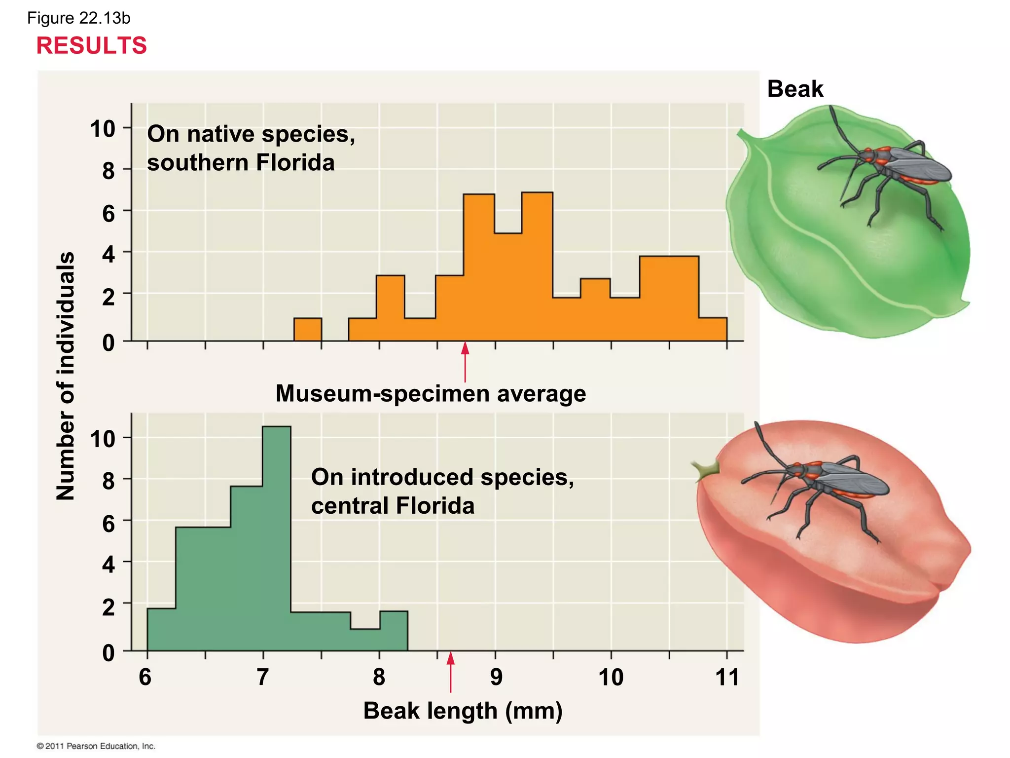 Figure 22.13b
On native species,
southern Florida
Museum-specimen average
On introduced species,
central Florida
Numberofindividuals
10
8
6
4
2
0
10
8
6
4
2
0
Beak
Beak length (mm)
6 7 8 10 11
RESULTS
9
 
