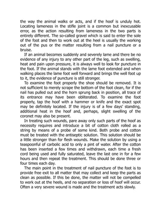 the way the animal walks or acts, and if the hoof is unduly hot.
Locating lameness in the stifle joint is a common but inexcusable
error, as the action resulting from lameness in the two parts is
entirely different. The so-called gravel which is said to enter the sole
of the foot and then to work out at the heel is usually the working
out of the pus or the matter resulting from a nail puncture or a
bruise.
If an animal becomes suddenly and severely lame and there be no
evidence of any injury to any other part of the leg, such as swelling,
heat and pain upon pressure, it is always well to look for puncture in
the foot. If the animal stands with the lame foot extended and when
walking places the lame foot well forward and brings the well foot up
to it, the evidence of puncture is still stronger.
To examine the foot properly the shoe should be removed. It is
not sufficient to merely scrape the bottom of the foot clean, for if the
nail has pulled out and the horn sprung back in position, all trace of
its entrance may have been obliterated. To examine the foot
properly, tap the hoof with a hammer or knife and the exact spot
may be definitely located. If the injury is of a few days’ standing,
additional heat in the hoof and, perhaps, slight swelling of the
coronet may also be present.
In treating such wounds, pare away only such parts of the hoof as
necessity requires and introduce a bit of cotton cloth rolled as a
string by means of a probe of some kind. Both probe and cotton
must be treated with the antiseptic solution. This solution should be
a little stronger than for flesh wounds. Make the solution by using a
teaspoonful of carbolic acid to only a pint of water. After the cotton
has been inserted a few times and withdrawn, each time a fresh
cord being used and fully saturated, leave the last one in for a few
hours and then repeat the treatment. This should be done three or
four times each day.
The main point in the treatment of nail puncture of the foot is to
provide free exit to all matter that may collect and keep the parts as
clean as possible. If this be done, the matter will not be compelled
to work out at the heels, and no separation or loss of hoof will occur.
Often a very severe wound is made and the treatment acts slowly.
 