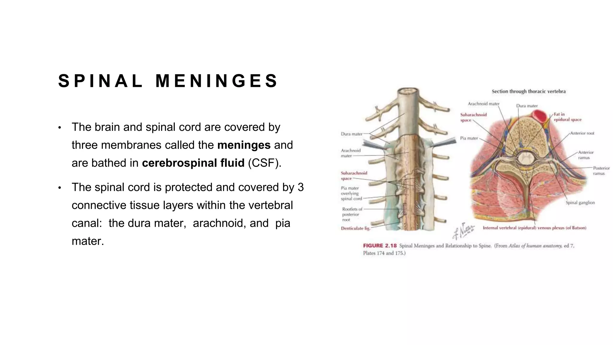 S P I N A L M E N I N G E S
• The brain and spinal cord are covered by
three membranes called the meninges and
are bathed in cerebrospinal fluid (CSF).
• The spinal cord is protected and covered by 3
connective tissue layers within the vertebral
canal: the dura mater, arachnoid, and pia
mater.
 
