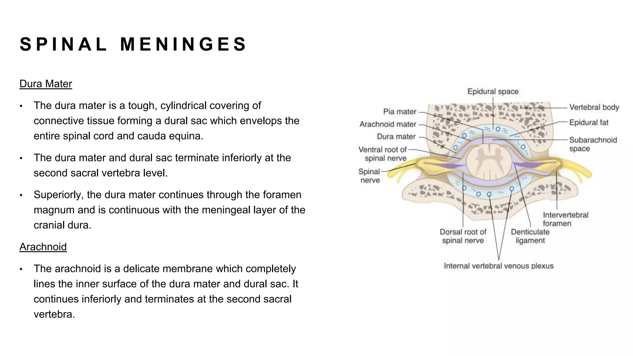 S P I N A L M E N I N G E S
Dura Mater
• The dura mater is a tough, cylindrical covering of
connective tissue forming a dural sac which envelops the
entire spinal cord and cauda equina.
• The dura mater and dural sac terminate inferiorly at the
second sacral vertebra level.
• Superiorly, the dura mater continues through the foramen
magnum and is continuous with the meningeal layer of the
cranial dura.
Arachnoid
• The arachnoid is a delicate membrane which completely
lines the inner surface of the dura mater and dural sac. It
continues inferiorly and terminates at the second sacral
vertebra.
 