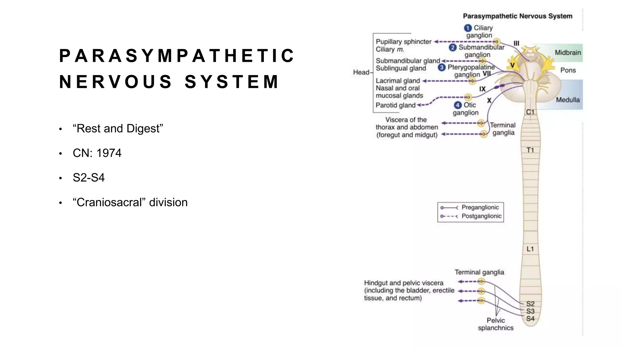 P A R A S Y M P A T H E T I C
N E R V O U S S Y S T E M
• “Rest and Digest”
• CN: 1974
• S2-S4
• “Craniosacral” division
 