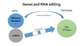 Genes and RNA editing
Genes: RNA Editing:
Olfactory
Receptor
s
miRNA
Rab
GTPases
EnhancedTrafficking
 