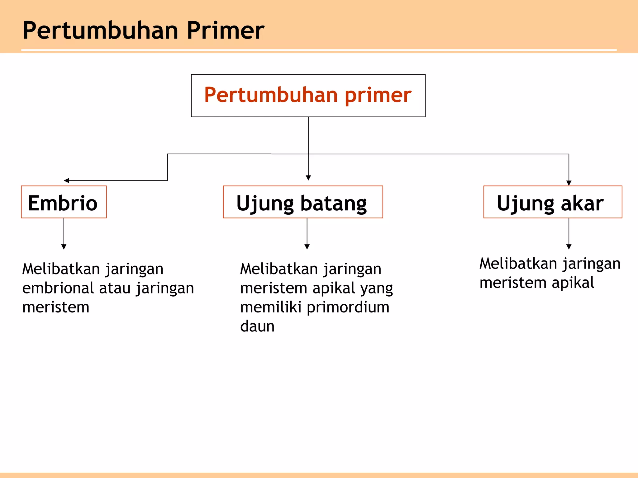 Pertumbuhan Primer
Pertumbuhan primer
Embrio Ujung akarUjung batang
Melibatkan jaringan
embrional atau jaringan
meristem
Melibatkan jaringan
meristem apikal yang
memiliki primordium
daun
Melibatkan jaringan
meristem apikal
 