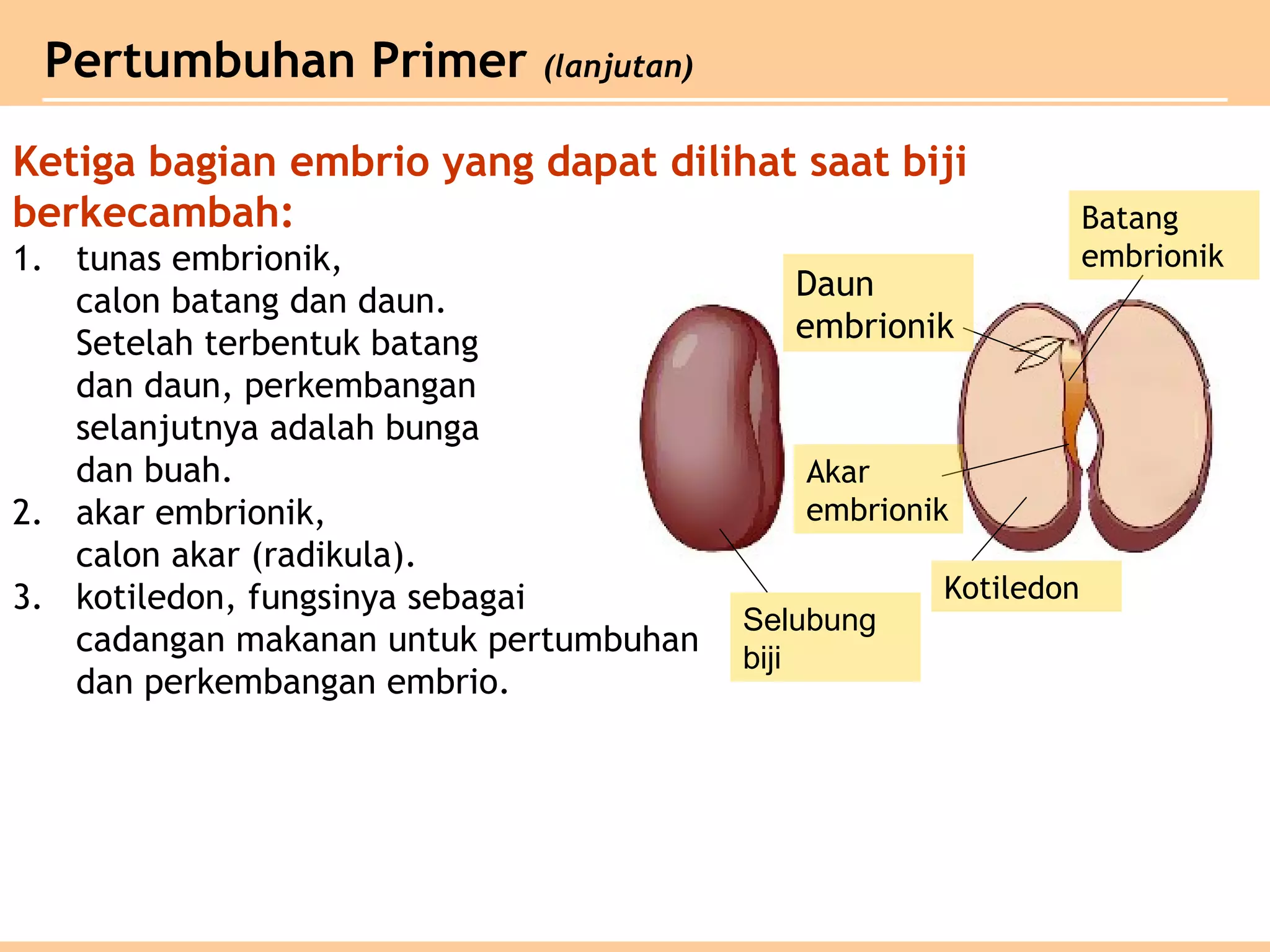 Pertumbuhan Primer (lanjutan)
Ketiga bagian embrio yang dapat dilihat saat biji
berkecambah:
1. tunas embrionik,
calon batang dan daun.
Setelah terbentuk batang
dan daun, perkembangan
selanjutnya adalah bunga
dan buah.
2. akar embrionik,
calon akar (radikula).
3. kotiledon, fungsinya sebagai
cadangan makanan untuk pertumbuhan
dan perkembangan embrio.
Daun
embrionik
Akar
embrionik
Kotiledon
Batang
embrionik
Selubung
biji
 
