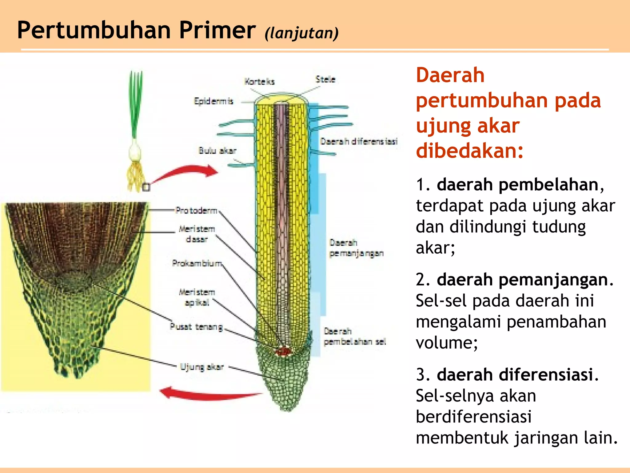Daerah
pertumbuhan pada
ujung akar
dibedakan:
1. daerah pembelahan,
terdapat pada ujung akar
dan dilindungi tudung
akar;
2. daerah pemanjangan.
Sel-sel pada daerah ini
mengalami penambahan
volume;
3. daerah diferensiasi.
Sel-selnya akan
berdiferensiasi
membentuk jaringan lain.
Pertumbuhan Primer (lanjutan)
 