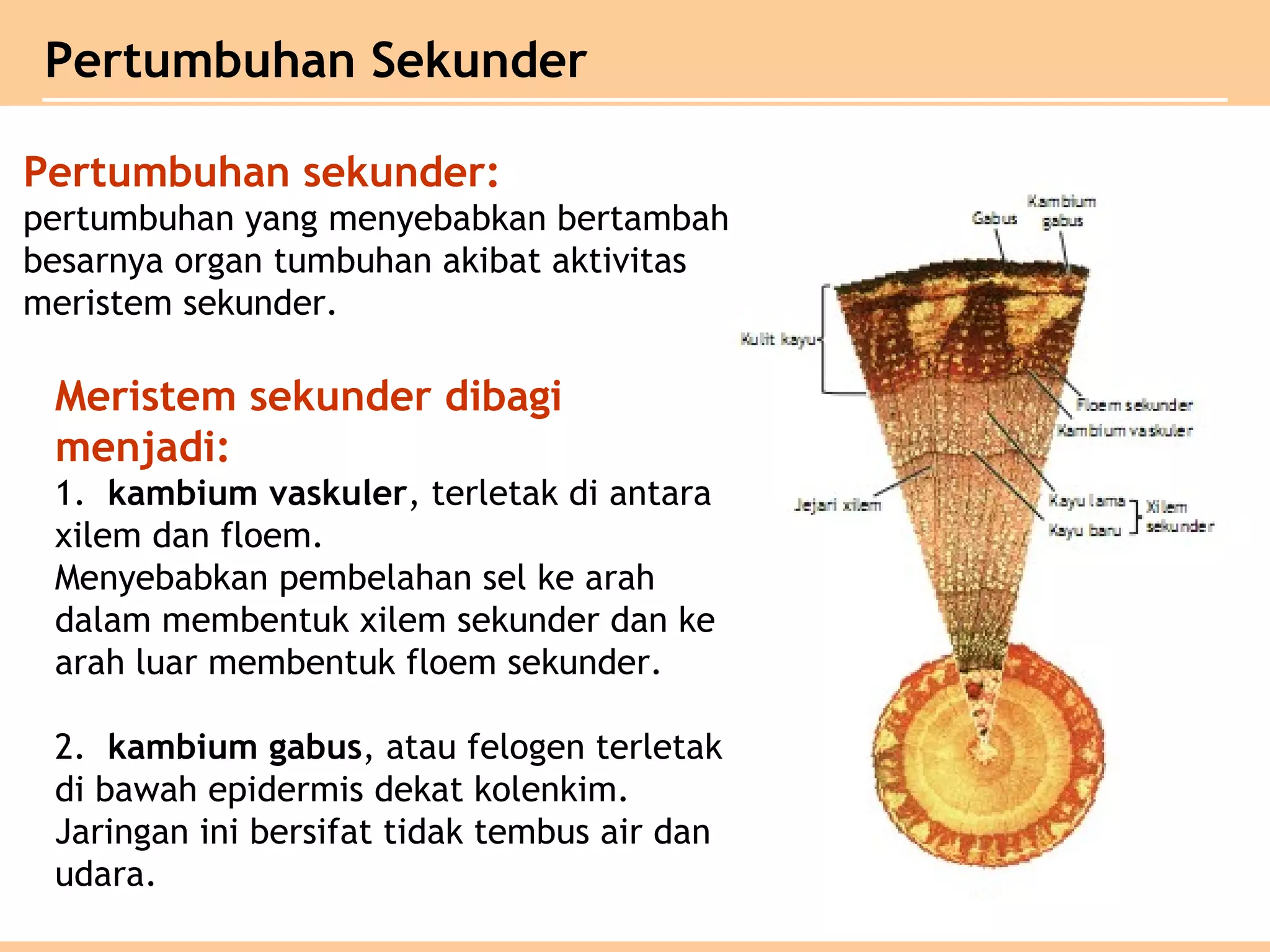 Pertumbuhan Sekunder
Meristem sekunder dibagi
menjadi:
1. kambium vaskuler, terletak di antara
xilem dan floem.
Menyebabkan pembelahan sel ke arah
dalam membentuk xilem sekunder dan ke
arah luar membentuk floem sekunder.
2. kambium gabus, atau felogen terletak
di bawah epidermis dekat kolenkim.
Jaringan ini bersifat tidak tembus air dan
udara.
Pertumbuhan sekunder:
pertumbuhan yang menyebabkan bertambah
besarnya organ tumbuhan akibat aktivitas
meristem sekunder.
 