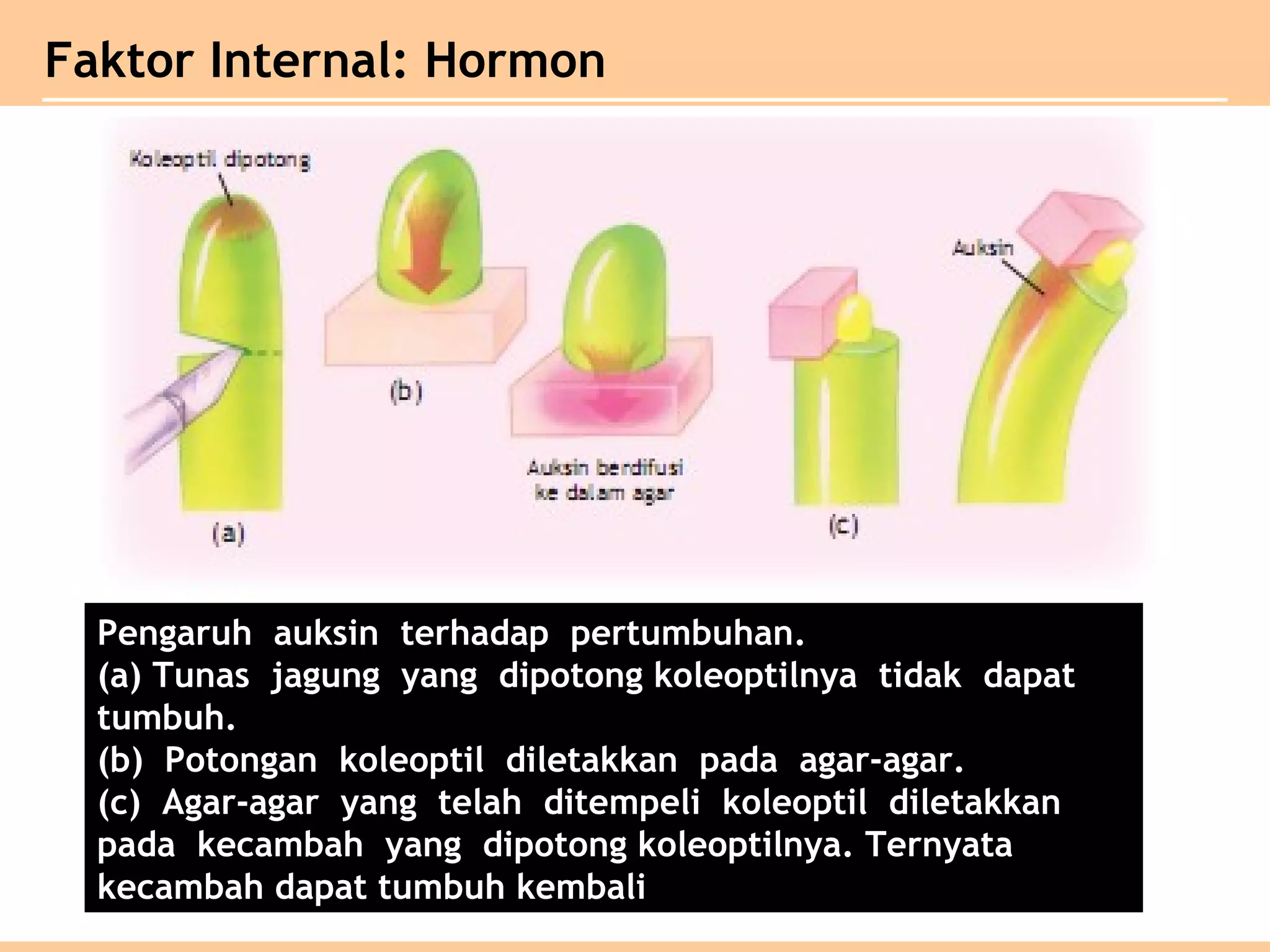 Faktor Internal: Hormon
Pengaruh auksin terhadap pertumbuhan.
(a) Tunas jagung yang dipotong koleoptilnya tidak dapat
tumbuh.
(b) Potongan koleoptil diletakkan pada agar-agar.
(c) Agar-agar yang telah ditempeli koleoptil diletakkan
pada kecambah yang dipotong koleoptilnya. Ternyata
kecambah dapat tumbuh kembali
 