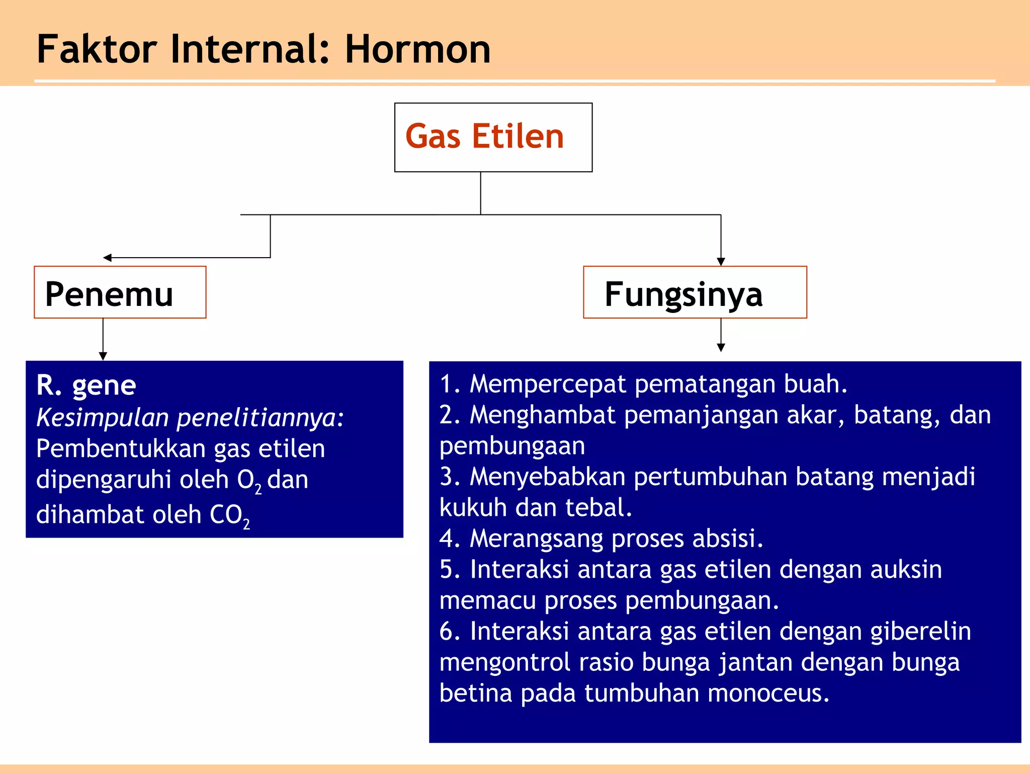 Penemu Fungsinya
R. gene
Kesimpulan penelitiannya:
Pembentukkan gas etilen
dipengaruhi oleh O2 dan
dihambat oleh CO2
1. Mempercepat pematangan buah.
2. Menghambat pemanjangan akar, batang, dan
pembungaan
3. Menyebabkan pertumbuhan batang menjadi
kukuh dan tebal.
4. Merangsang proses absisi.
5. Interaksi antara gas etilen dengan auksin
memacu proses pembungaan.
6. Interaksi antara gas etilen dengan giberelin
mengontrol rasio bunga jantan dengan bunga
betina pada tumbuhan monoceus.
Gas Etilen
Faktor Internal: Hormon
 