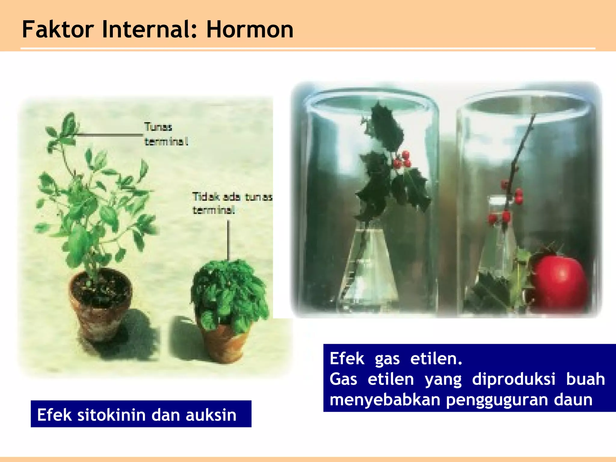 Faktor Internal: Hormon
Efek sitokinin dan auksin
Efek gas etilen.
Gas etilen yang diproduksi buah
menyebabkan pengguguran daun
 