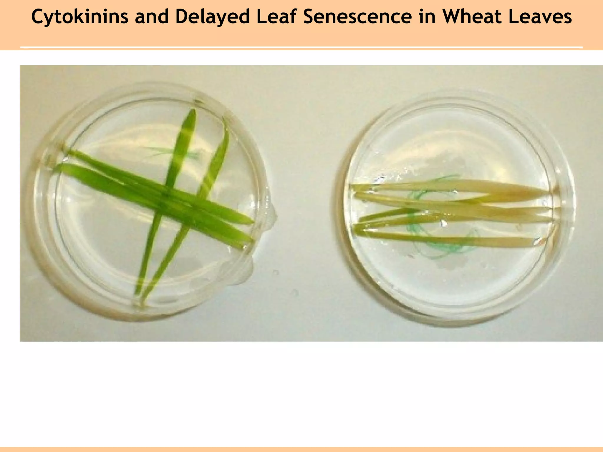 Cytokinins and Delayed Leaf Senescence in Wheat Leaves
 