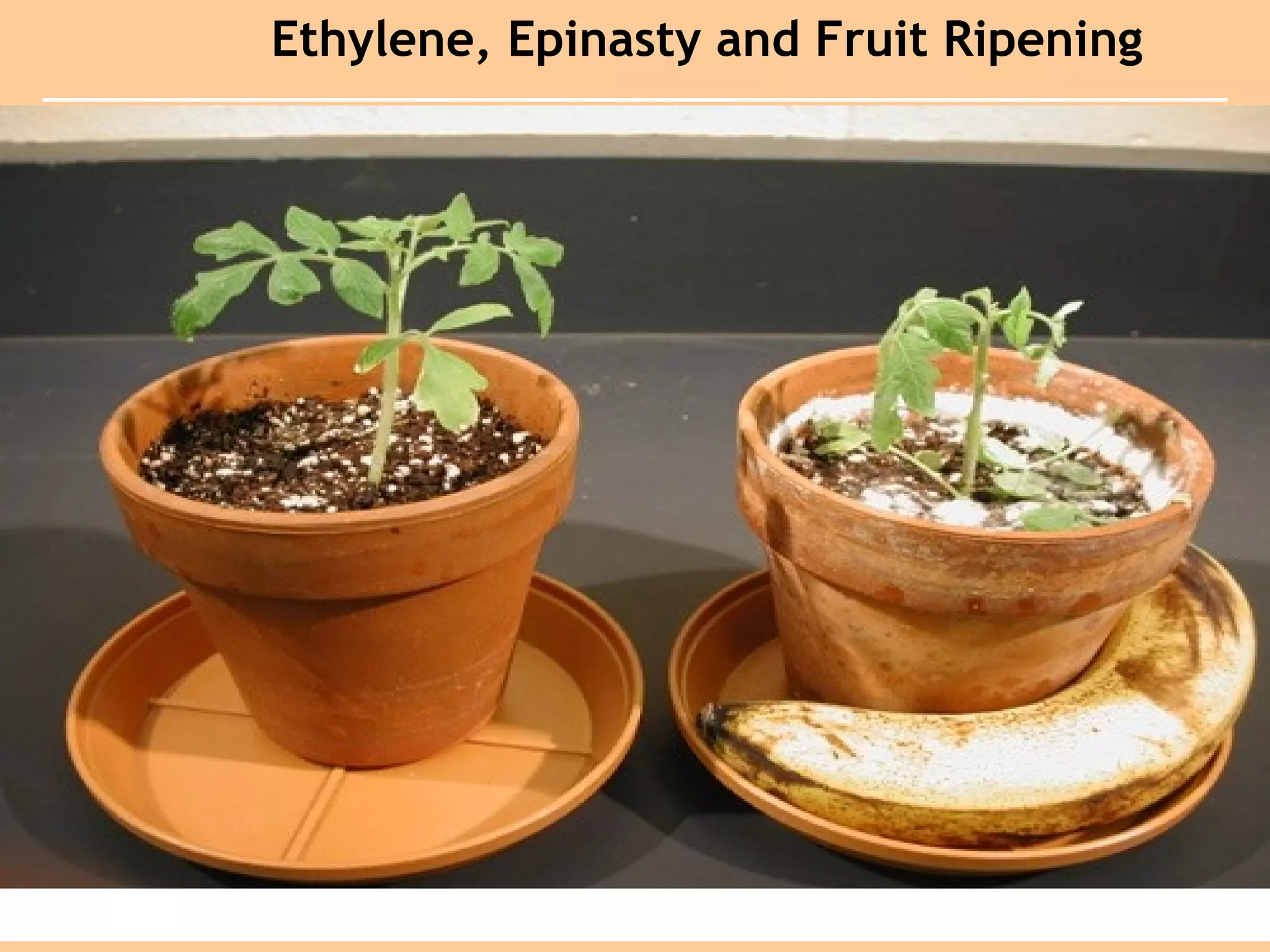 Ethylene, Epinasty and Fruit Ripening
 