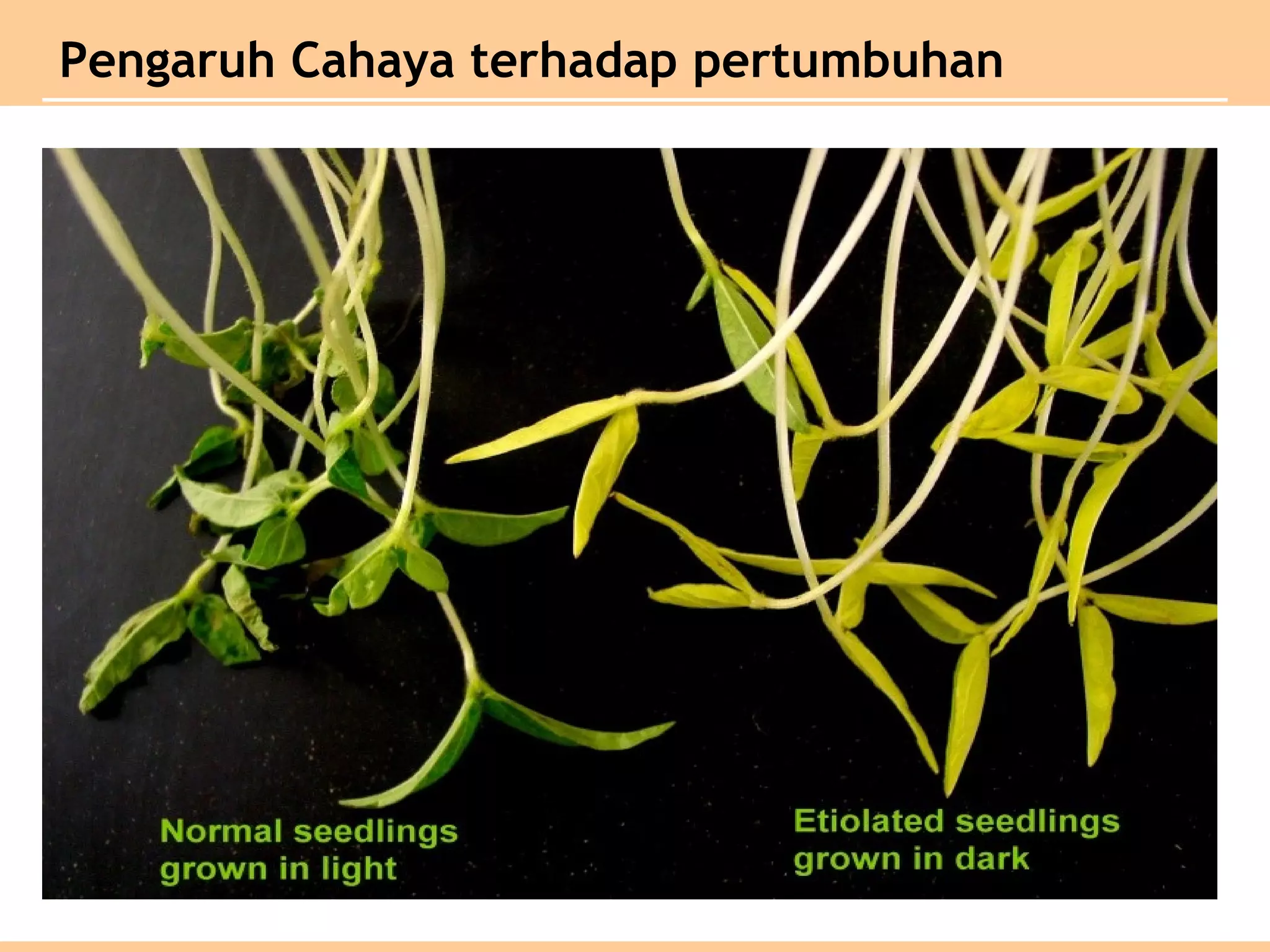 Pengaruh Cahaya terhadap pertumbuhan
 