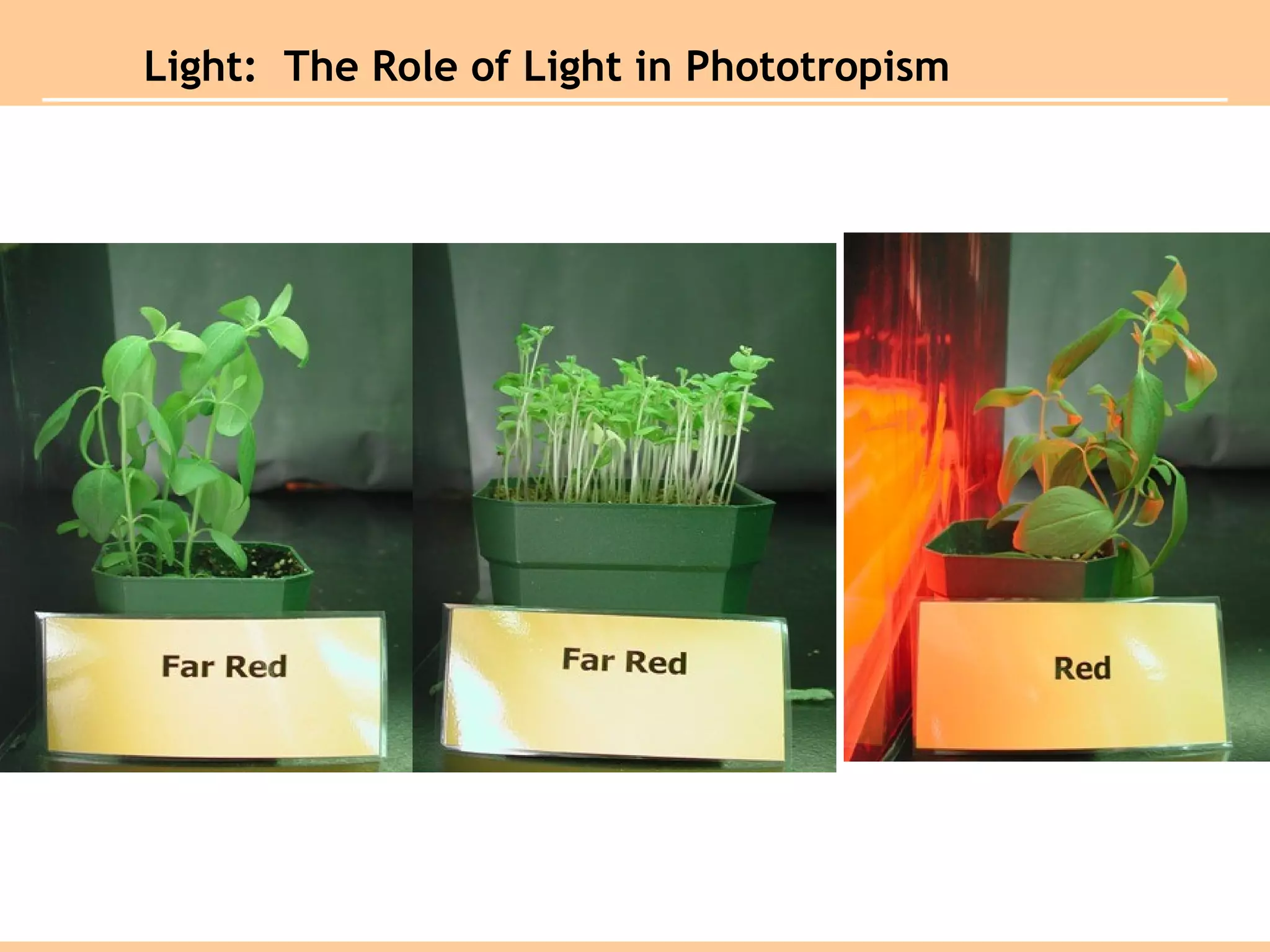 Light:  The Role of Light in Phototropism
 