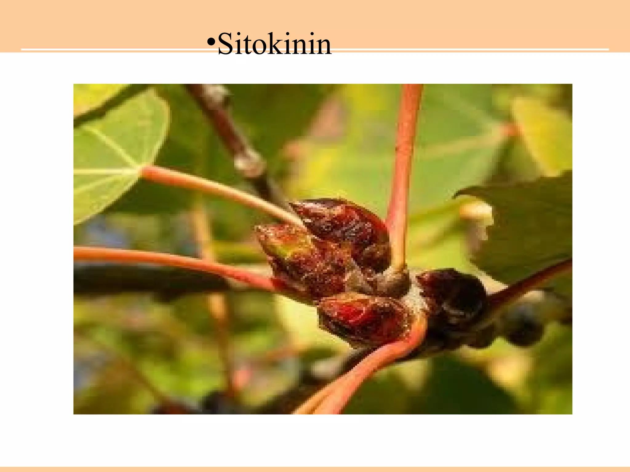 •Sitokinin
 